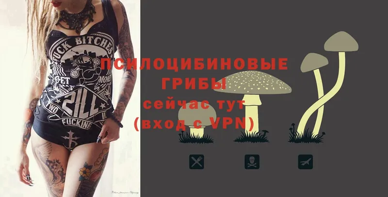 сколько стоит  Билибино  Галлюциногенные грибы Psilocybe 